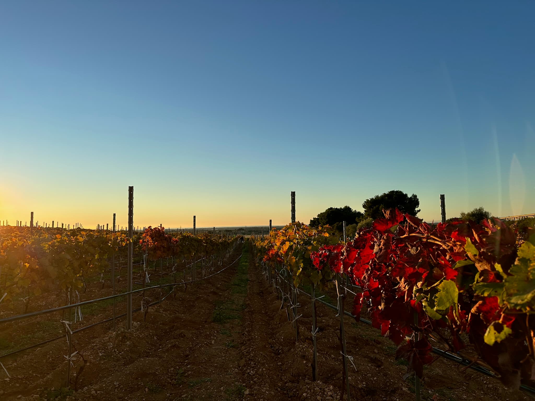 Panoramica dei vigneti Enoverso